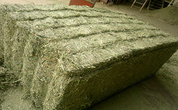 Alfalfa Deshidratada Pacas