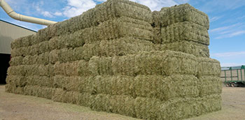 Festuca Deshidratada Pacas