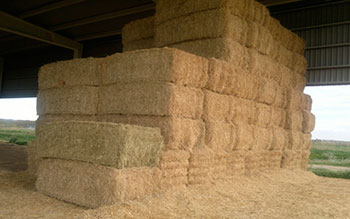 Forrajes Deshidratados Pacas