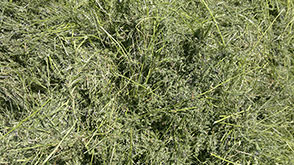Alfalfa deshidratada
