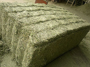 Pacas de Alfalfa deshidratada