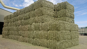 Pacas de festuca deshidratada