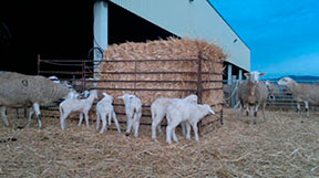 Ganado Ovino 3