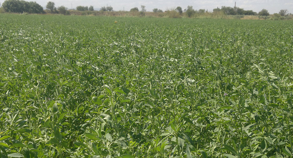 Especializados en  alfalfa _desde 1965 y alfalfa deshidratada desde 1993