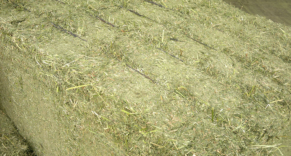 Cultivo y deshidratación de alfalfa y forrajes